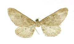Hemerophila angustipennis by the Smithsonian. Used under a CC0 license.