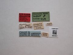 Anoncia alboligula by the Smithsonian. Used under a CC0 license.
