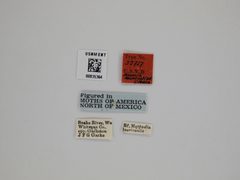 Anoncia mentzeliae by the Smithsonian. Used under a CC0 license.