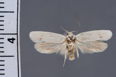Anoncia mentzeliae by the Smithsonian. Used under a CC0 license.
