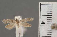 Anoncia porriginosa by the Smithsonian. Used under a CC0 license.
