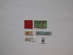Anoncia smogops by the Smithsonian. Used under a CC0 license.