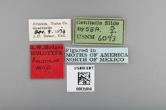 Anoncia venis by the Smithsonian. Used under a CC0 license.