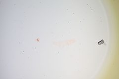 Cosmopterix chisosensis by the Smithsonian. Used under a CC0 license.
