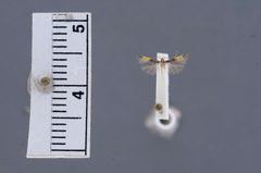 Cosmopterix chisosensis by the Smithsonian. Used under a CC0 license.