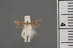 Cosmopterix scirpicola by the Smithsonian. Used under a CC0 license.