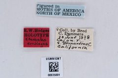Eteobalea enchrysa by the Smithsonian. Used under a CC0 license.