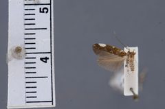 Eteobalea enchrysa by the Smithsonian. Used under a CC0 license.