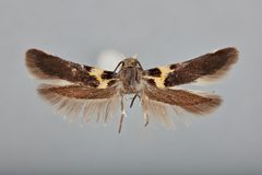 Euclemensia barksdaleella by the Smithsonian. Used under a CC0 license.