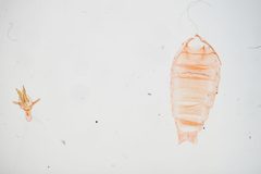 Euclemensia schwarziella by the Smithsonian. Used under a CC0 license.