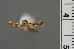 Euclemensia schwarziella by the Smithsonian. Used under a CC0 license.