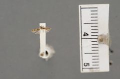 Ithome simulatrix by the Smithsonian. Used under a CC0 license.