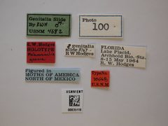 Melanocinclis gnoma by the Smithsonian. Used under a CC0 license.