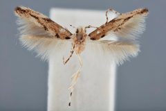 Melanocinclis vibex by the Smithsonian. Used under a CC0 license.