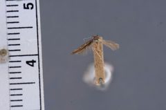 Perimede erransella by the Smithsonian. Used under a CC0 license.