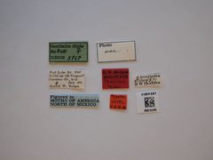 Periploca labes by the Smithsonian. Used under a CC0 license.