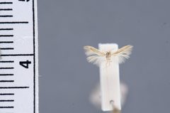 Periploca labes by the Smithsonian. Used under a CC0 license.