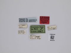Periploca nigra by the Smithsonian. Used under a CC0 license.