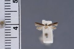 Periploca nigra by the Smithsonian. Used under a CC0 license.