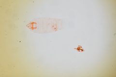 Periploca nigra by the Smithsonian. Used under a CC0 license.