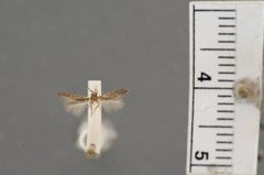Periploca repanda by the Smithsonian. Used under a CC0 license.