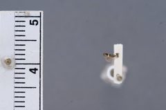 Siskiwitia alticolans by the Smithsonian. Used under a CC0 license.