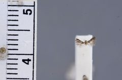Siskiwitia falcata by the Smithsonian. Used under a CC0 license.