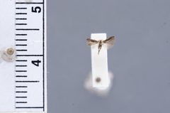 Siskiwitia latebra by the Smithsonian. Used under a CC0 license.