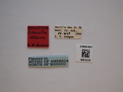 Siskiwitia latebra by the Smithsonian. Used under a CC0 license.