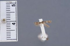 Sorhagenia cracens by the Smithsonian. Used under a CC0 license.