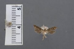 Sorhagenia pexa by the Smithsonian. Used under a CC0 license.