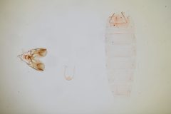 Sorhagenia pexa by the Smithsonian. Used under a CC0 license.