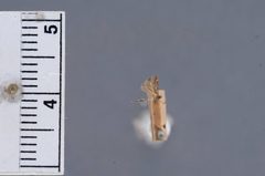 Stilbosis lonchocarpella by the Smithsonian. Used under a CC0 license.
