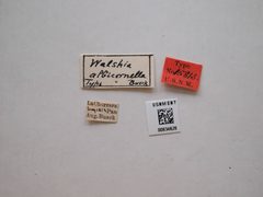 Walshia albicornella by the Smithsonian. Used under a CC0 license.