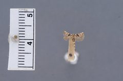 Walshia albicornella by the Smithsonian. Used under a CC0 license.