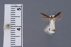 Walshia elegans by the Smithsonian. Used under a CC0 license.