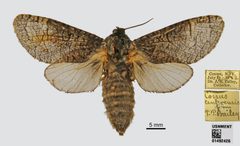 Acossus centerensis by the Smithsonian. Used under a CC0 license.