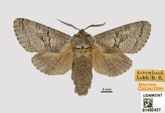 Acossus populi by the Smithsonian. Used under a CC0 license.