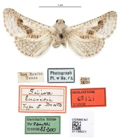 Givira lucretia by the Smithsonian. Used under a CC0 license.