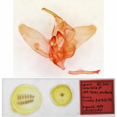 Givira lucretia by the Smithsonian. Used under a CC0 license.