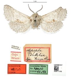 Hypopta cornelia by the Smithsonian. Used under a CC0 license.