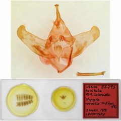 Hypopta cornelia by the Smithsonian. Used under a CC0 license.