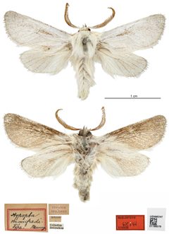 Hypopta manfredi by the Smithsonian. Used under a CC0 license.