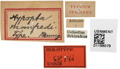 Hypopta manfredi by the Smithsonian. Used under a CC0 license.