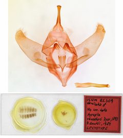 Hypopta theodori by the Smithsonian. Used under a CC0 license.