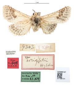 Hypopta theodori by the Smithsonian. Used under a CC0 license.
