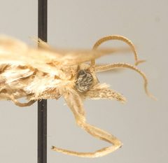 Chilo suppressalis by the Smithsonian. Used under a CC0 license.