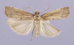 Fernandocrambus arcus by the Smithsonian. Used under a CC0 license.