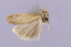 Fernandocrambus kuscheli by the Smithsonian. Used under a CC0 license.
