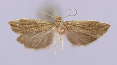 Fernandocrambus oxyechus by the Smithsonian. Used under a CC0 license.